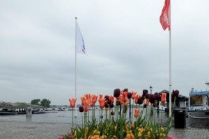 Tulipes en pleine floraison