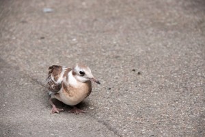 Jeune mouette tombée du nid