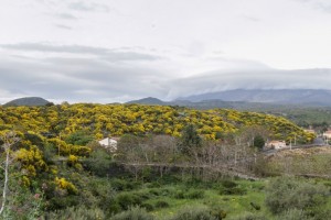 Genêts en fleurs 